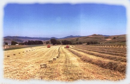 Hay-fields