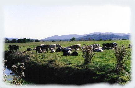 Cows to relaxing