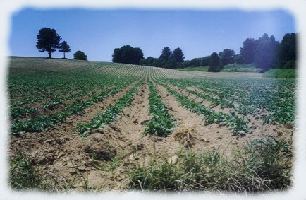 Potatoes-field