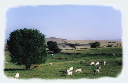 L'allevamento